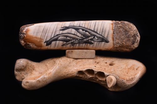 HUMPBACKS SCRIMSHAW